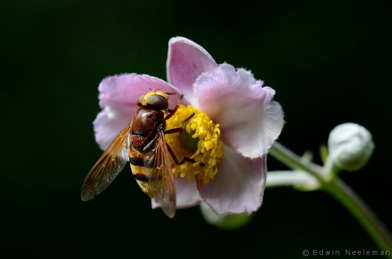 ENE-20130818-0355.jpg